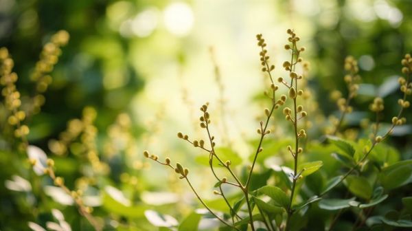 Les meilleures astuces pour réussir vos boutures d'hortensia